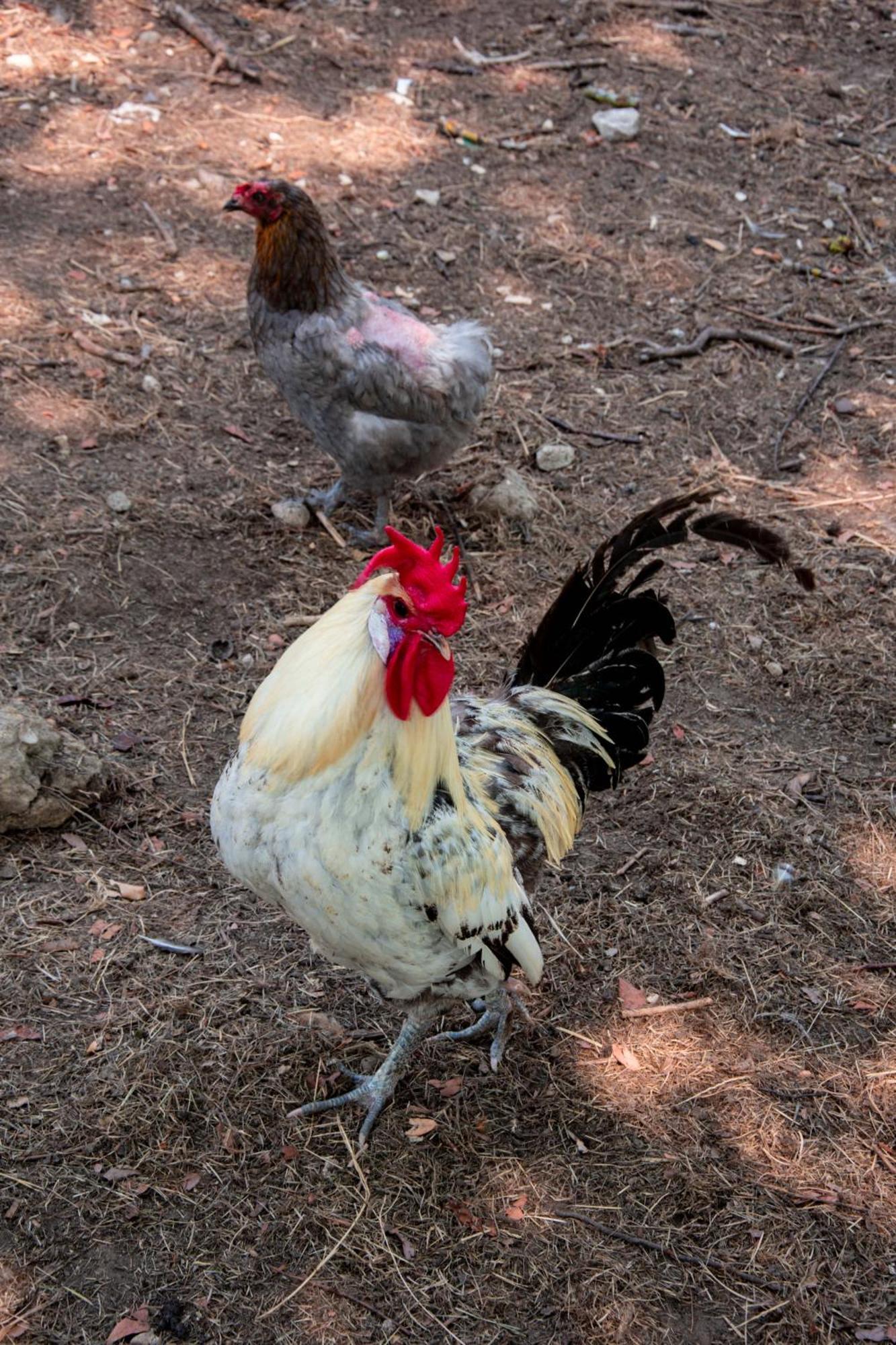 Pres Du Zoo De Beauval, Gites Agreable "Au Havre De Paix" Couffy المظهر الخارجي الصورة